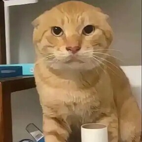 Sillyboy